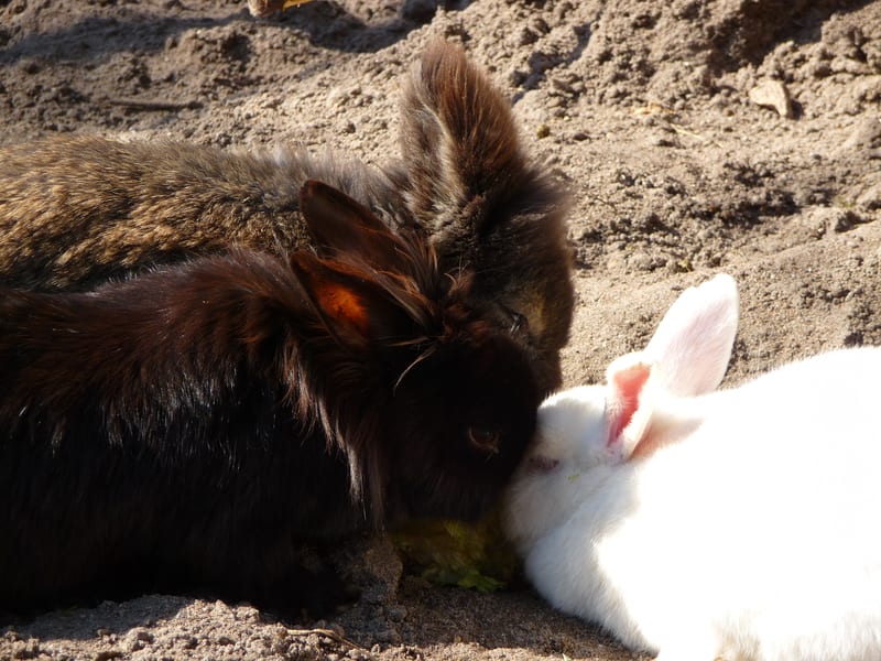 Zwei Kaninchen, schwarz und weiß, dicht nebeneinander im Freigehege.