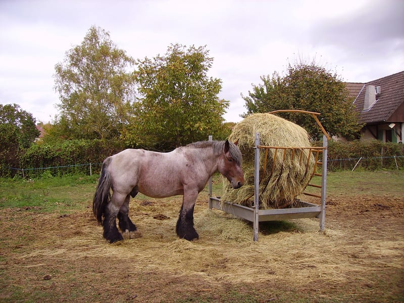 Pferd frisst an einer Heuraufe mit einem runden Heuballen auf der eingezäunten Weide.