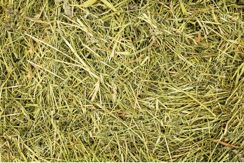 Nahaufnahme der Halmstruktur von HANGMAHD 1. Schnitt: lange, kräftige Gräserhalme mit ausgereiften Rispen und Ähren zwischen grüngoldenem Blattwerk.
