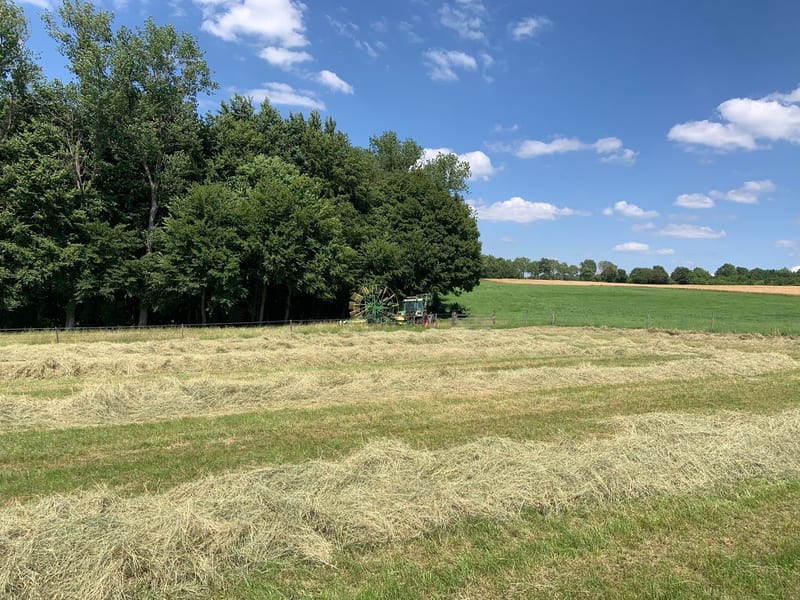 Gemähte Wiese am Erntetag: das Gras liegt in Schwaden zum Trocknen, ein Kreiselzettwender arbeitet am Feldrand.