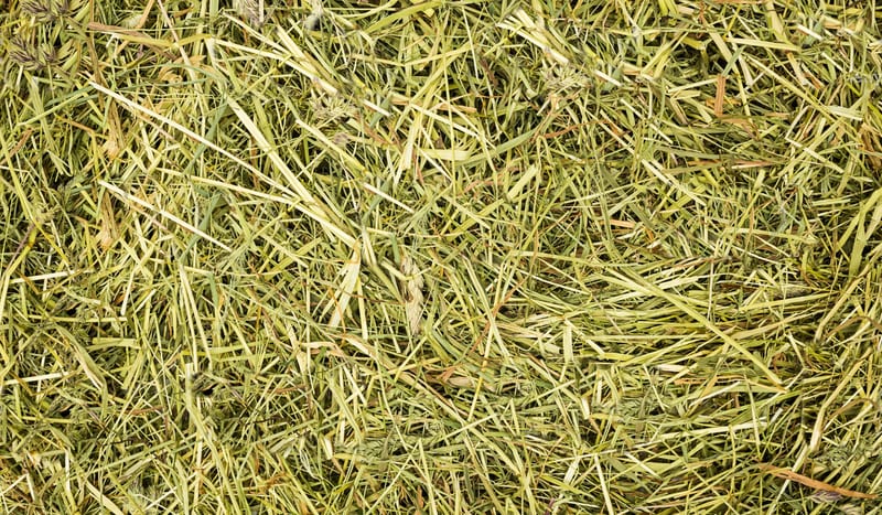 Heuprobe in Nahaufnahme: dicht verfilzte Gräserhalme in Grüngold, dazwischen ausgereifte Rispen und einzelne Kräuterblätter — die Struktur, aus der die Sammelprobe für das Labor gezogen wird.