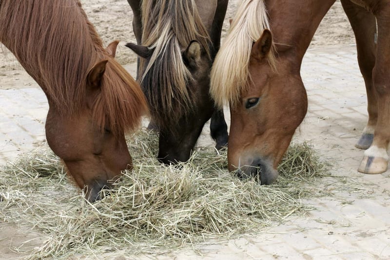 Drei Ponys fressen nebeneinander eine Portion Heu vom Paddockboden — die Tagesration, aufgeteilt auf mehrere Fressplätze.